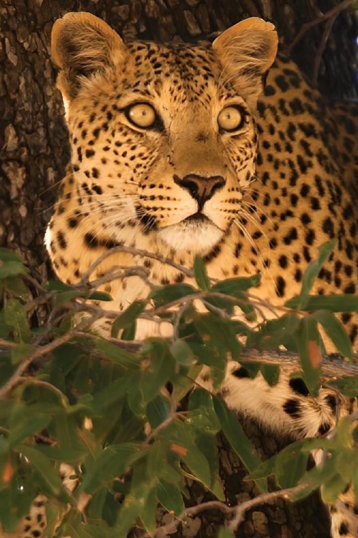 Леопарды Острова Дэд-Три (leopardy-ostrova-ded-tri) Документальный фильм