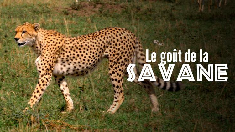 Постер Le goût de la savane, herbivores et carnivores: festins croisés