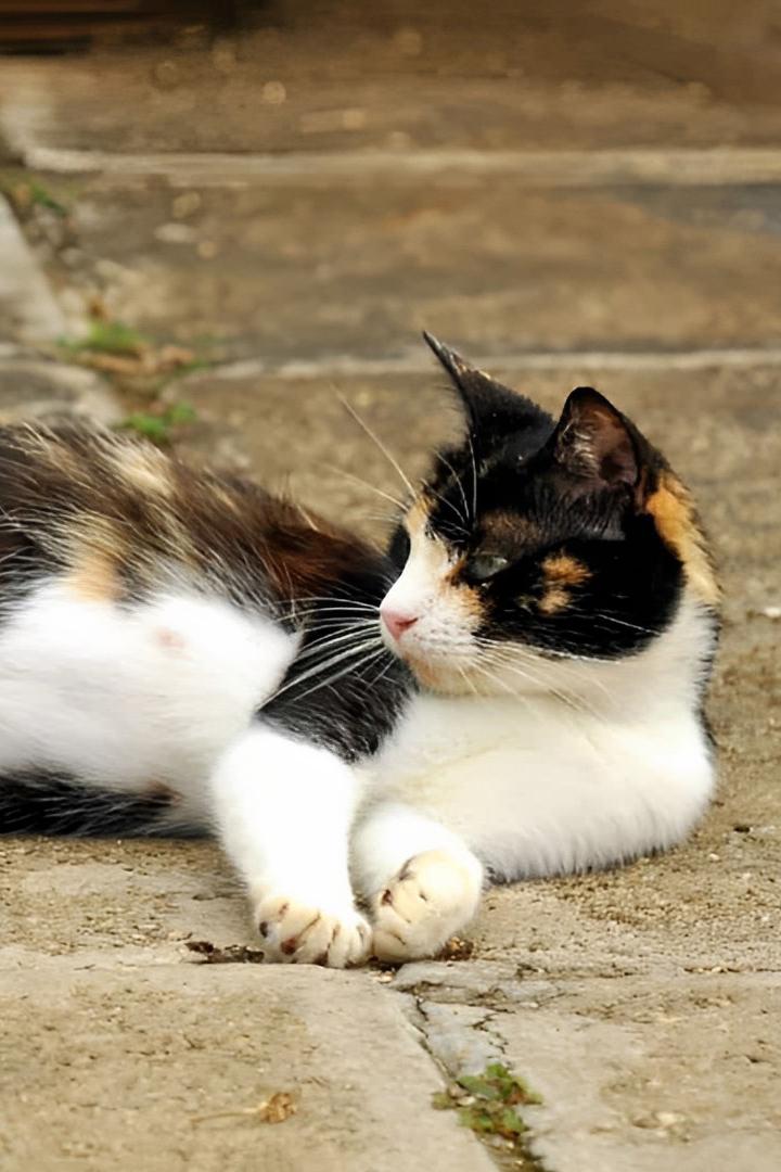 Как себя ведёт беременная кошка (kak-sebja-vedet-beremennaja-koshka) Досуг, хобби