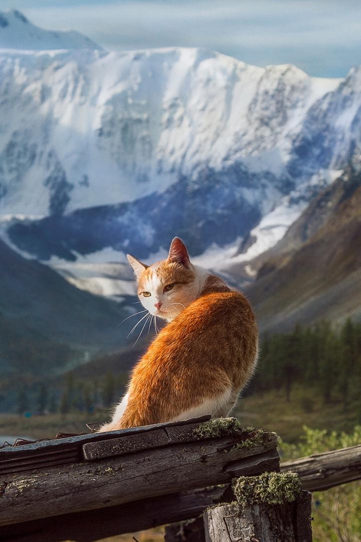 Коты-альпинисты (koty-alpinisty) Досуг, хобби