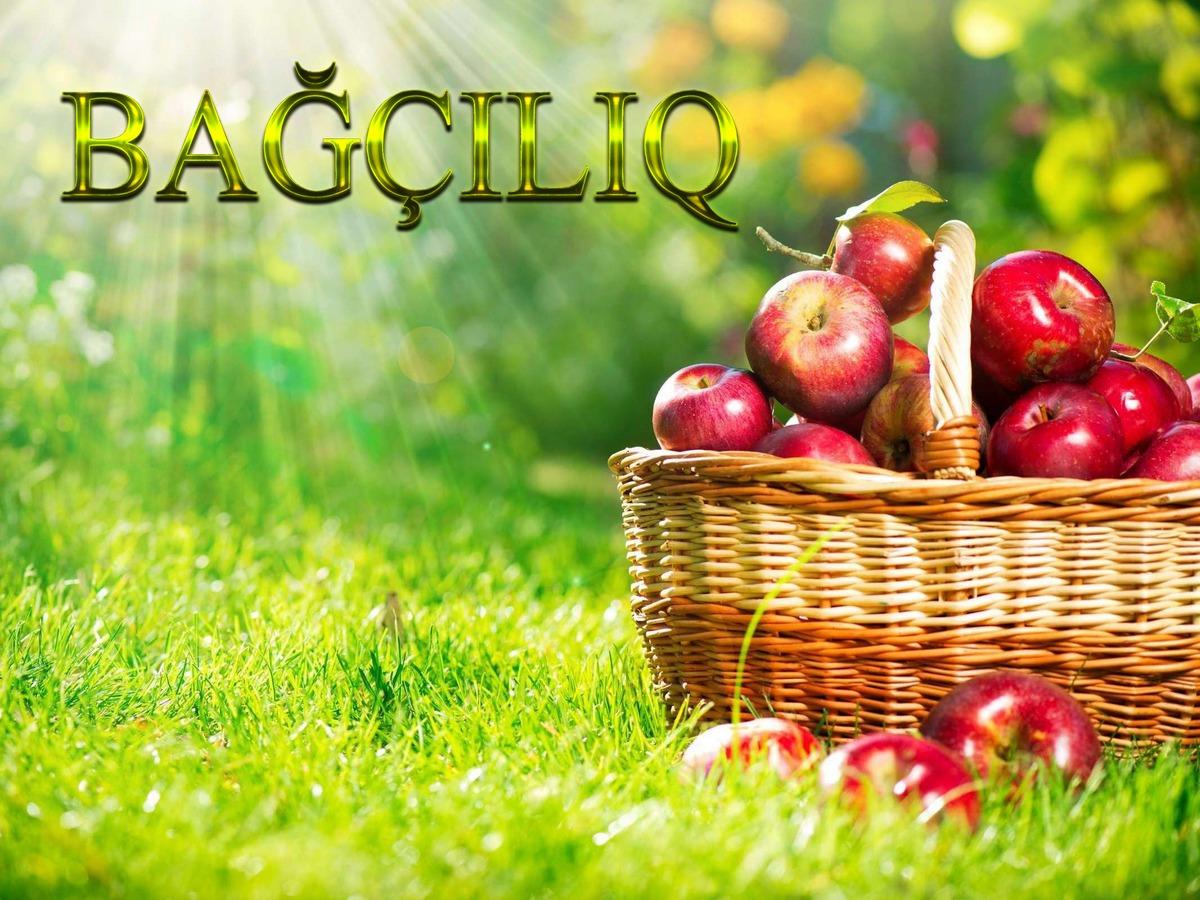 Bağçılıq (balq) Досуг, хобби
