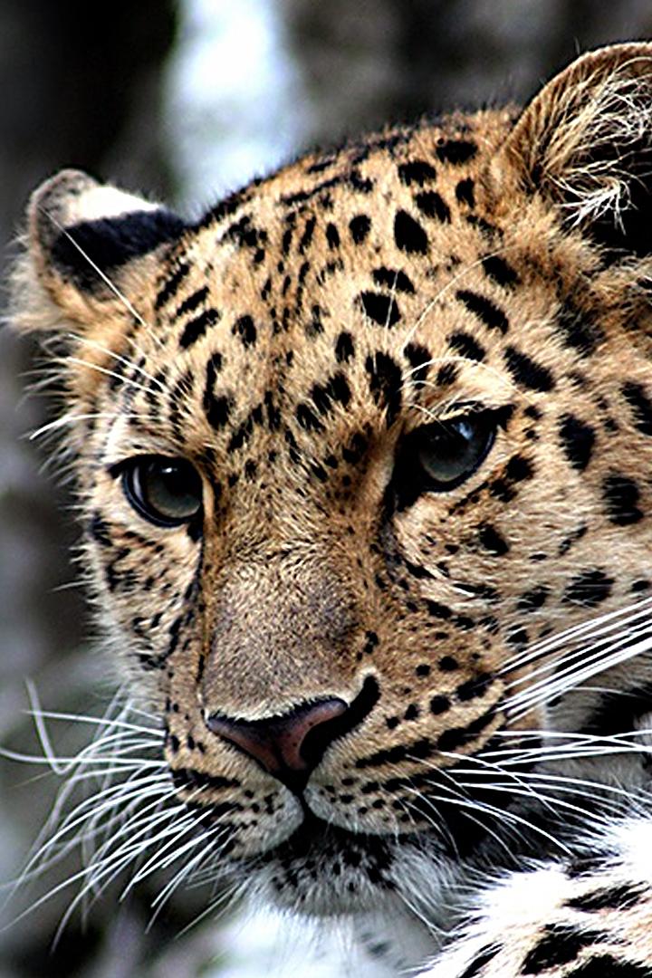 Хранители земли леопардов (hraniteli-zemli-leopardov) Документальный фильм