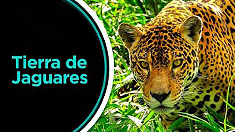 Постер Tierra de jaguares