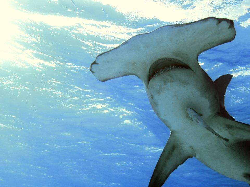 В поисках акулы-молота (v-poiskah-akuly-molota) Документальный фильм