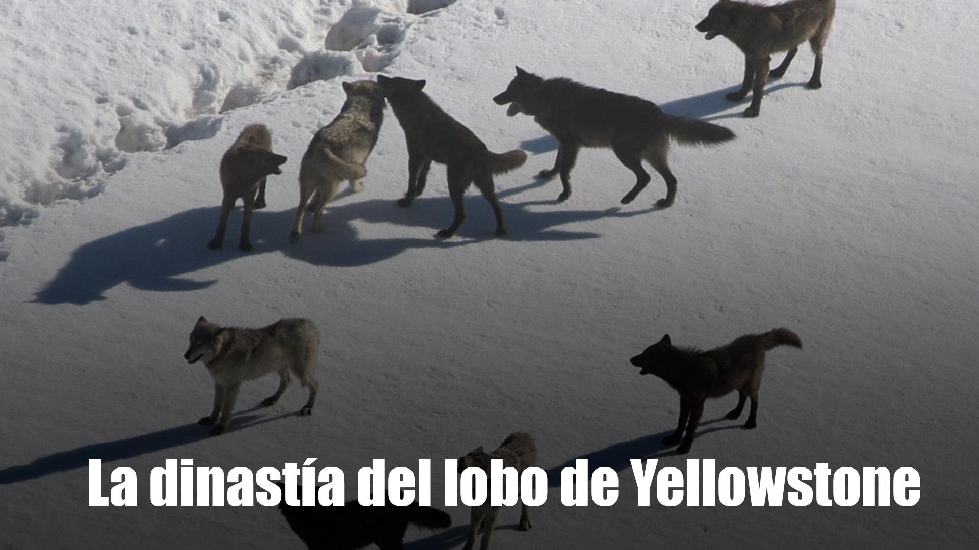La dinastía del lobo de Yellowstone (la-dinasta-del-lobo-de-yellowstone) Документальный сериал