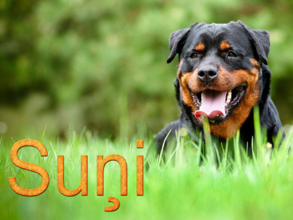 Suņi (sui) Досуг, хобби