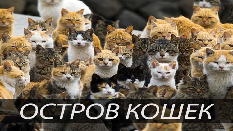 Постер Остров кошек