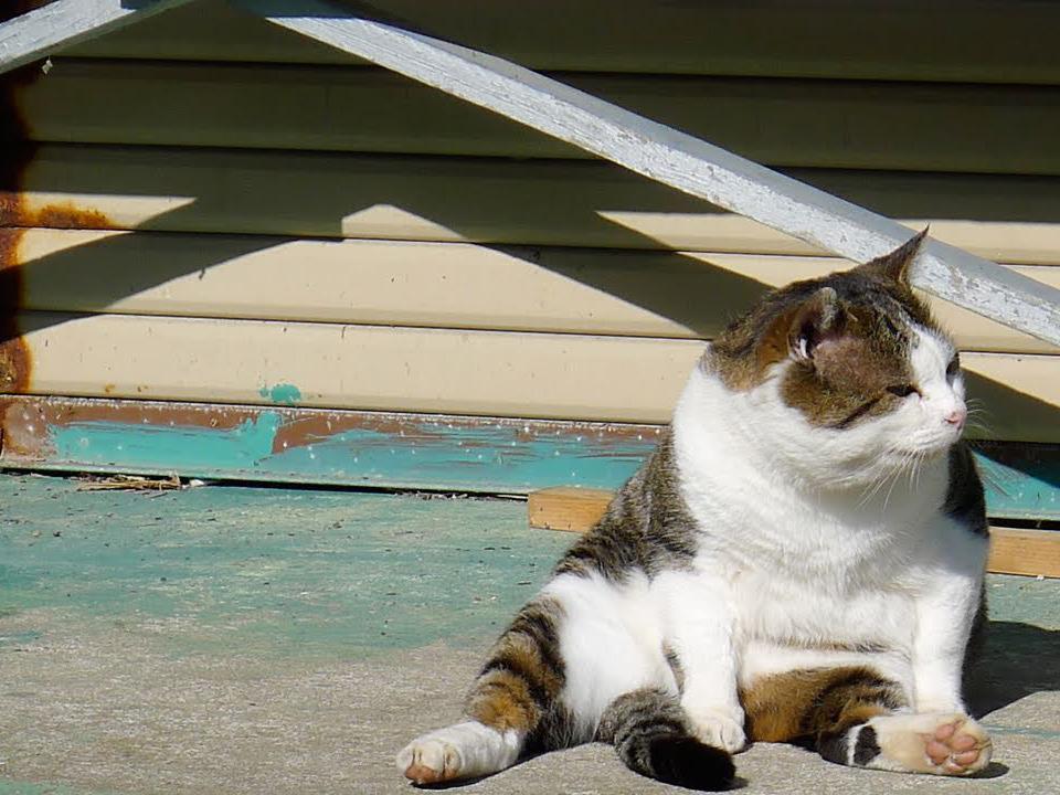 Остров кошек (ostrov-koshek) Документальный фильм