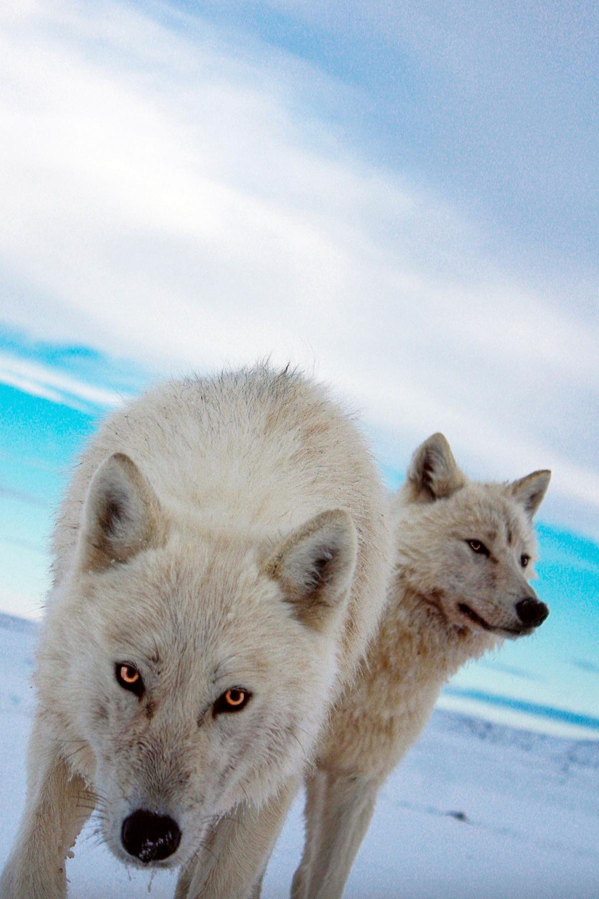 Snow Wolf Family and Me (snow-wolf-family-and-me) Документальный сериал