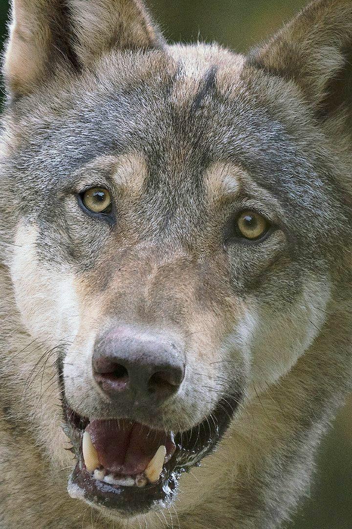 Dogs in the Wild (dogs-in-the-wild) Документальный сериал