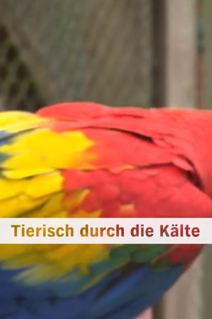 Tierisch durch die Kälte – Einsatz im Winter-Zoo (tierisch-durch-die-klte-einsatz-im-winter-zoo) Документальный сериал