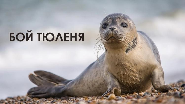 Постер Бой тюленя