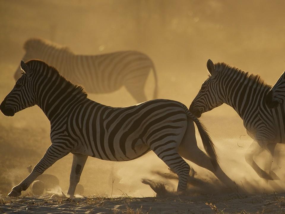 Дикая Калахари (dikaja-kalahari) Документальный фильм