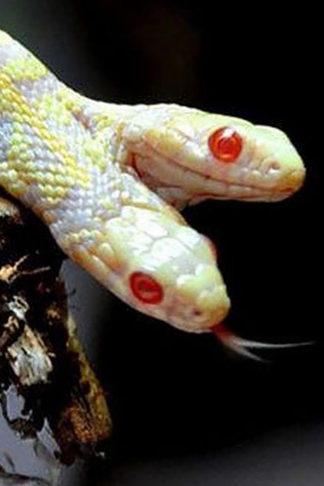 Curiosidades del mundo animal (curiosidades-del-mundo-animal) Документальный сериал