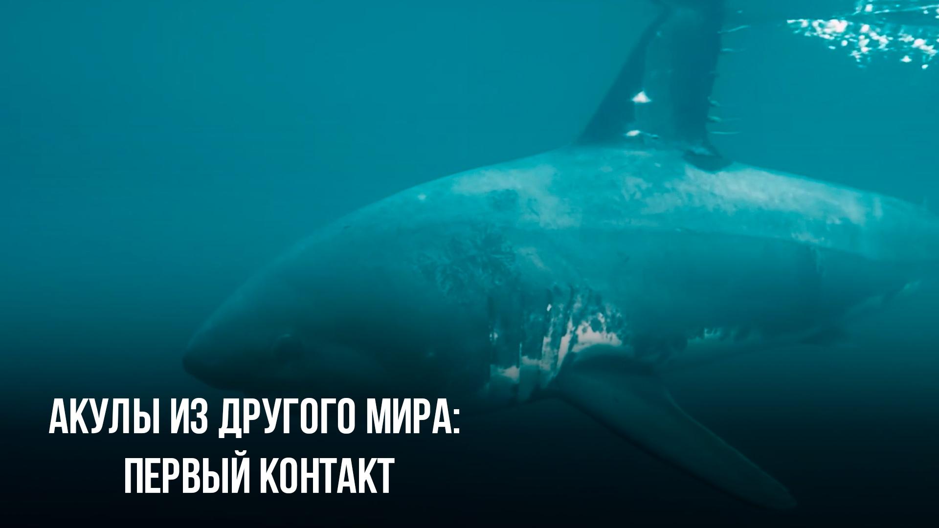 Акулы из другого мира: первый контакт (akuly-iz-drugogo-mira-pervyj-kontakt) Документальный фильм