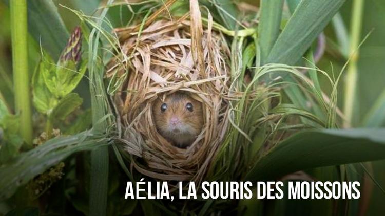 Постер Aélia, la souris des moissons