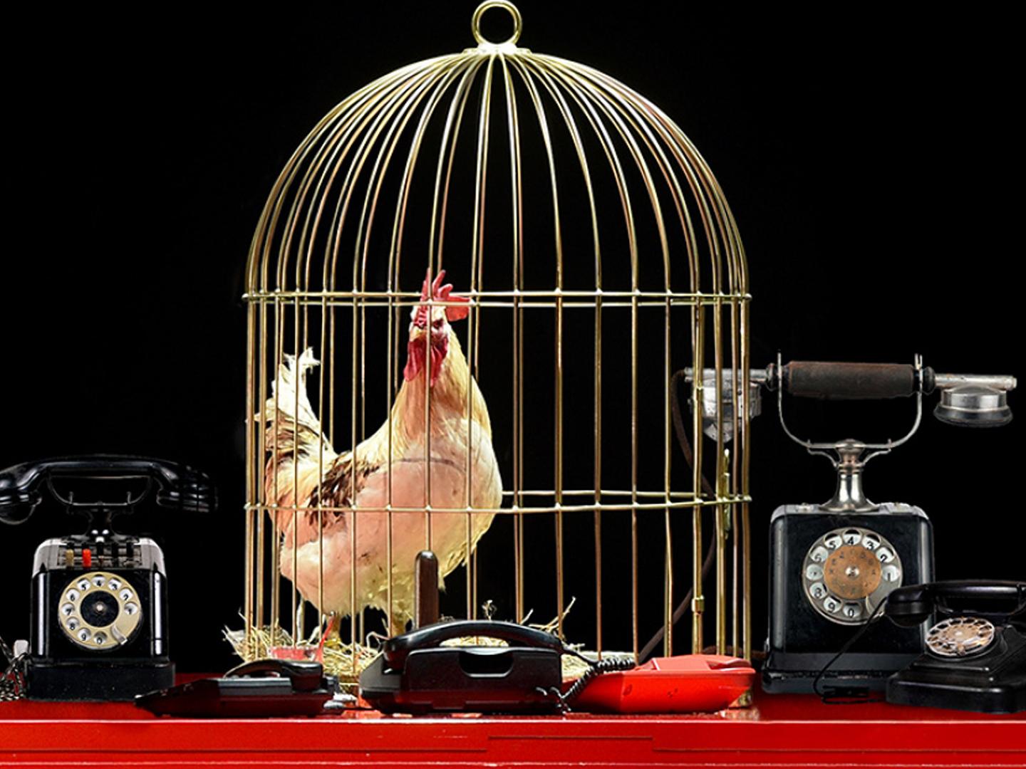 Опера «Золотой петушок». Театр «Геликон-опера» (opera-zolotoj-petushok-teatr-gelikon-opera) Музыка