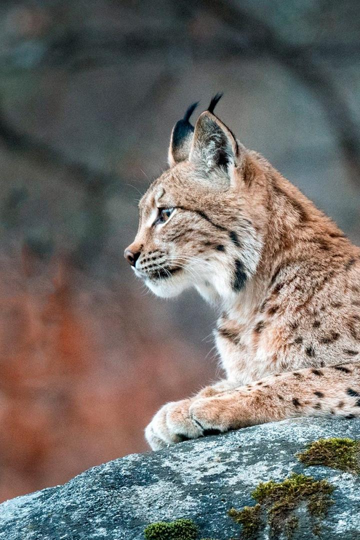 Sur la piste du lynx (sur-la-piste-du-lynx) Познавательное