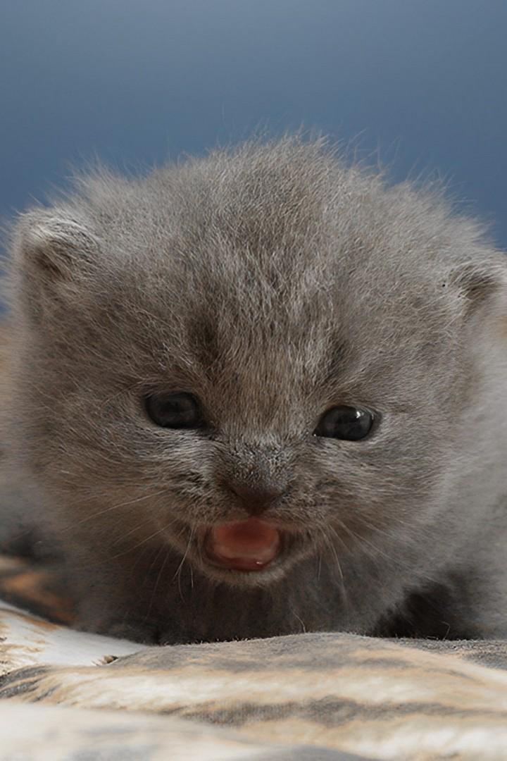 Котятам неделька (kotjatam-nedelka) Досуг, хобби