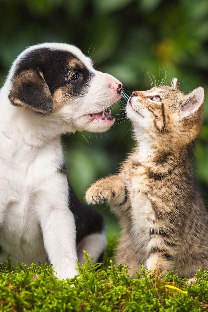Котята и кошка: как подружиться со щенком (kotjata-i-koshka-kak-podruzhitsja-so-schenkom) Досуг, хобби