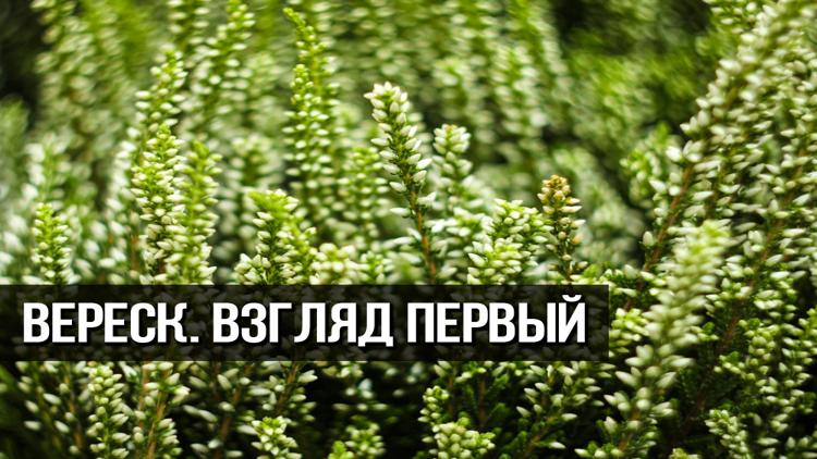 Постер Вереск. Взгляд Первый