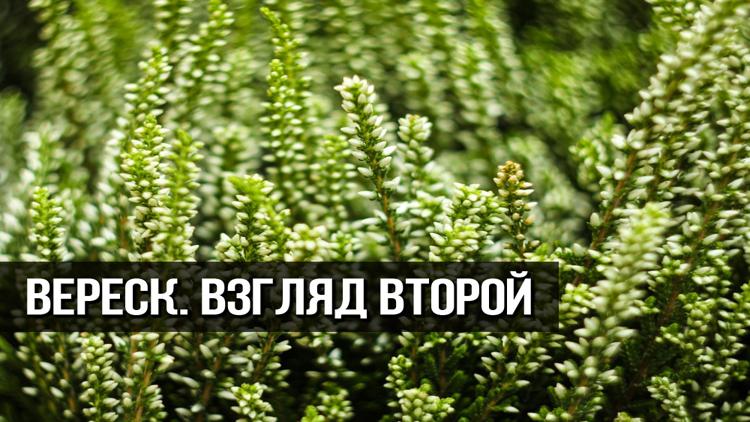 Постер Вереск. Взгляд Второй