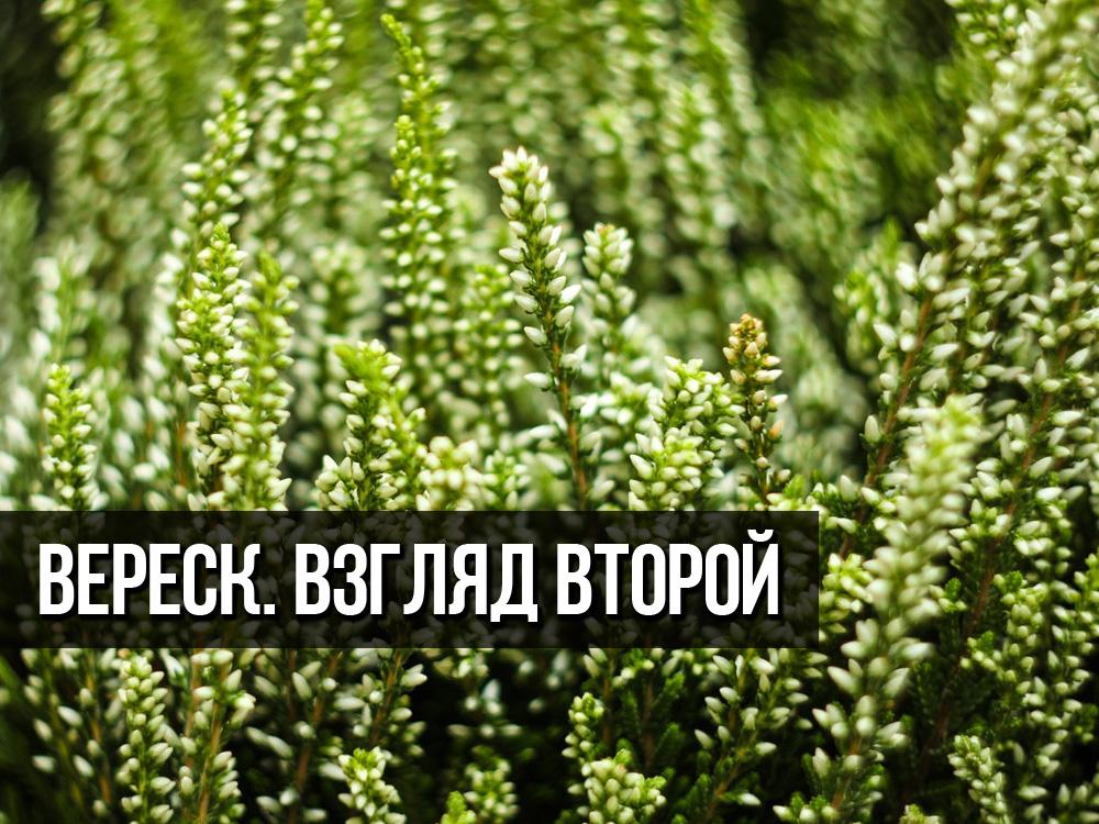 Вереск. Взгляд Второй (veresk-vzgljad-vtoroj) Фильм 2015