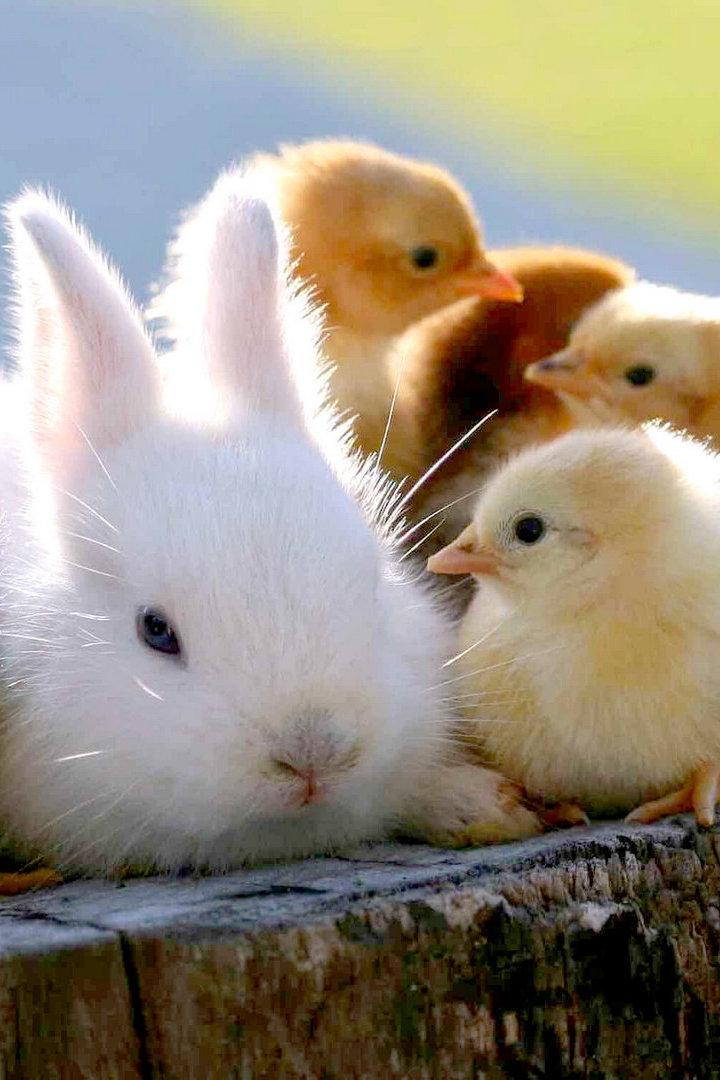 Cute Baby Animals (cute-baby-animals) Досуг, хобби