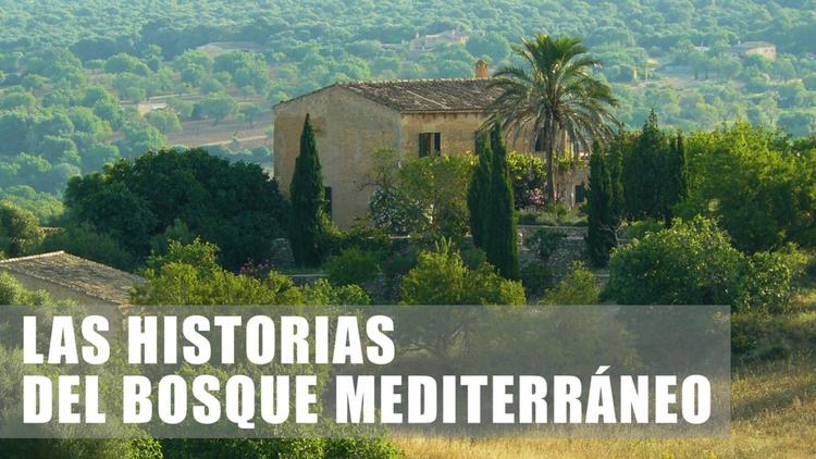 Постер Las historias del bosque mediterraneo