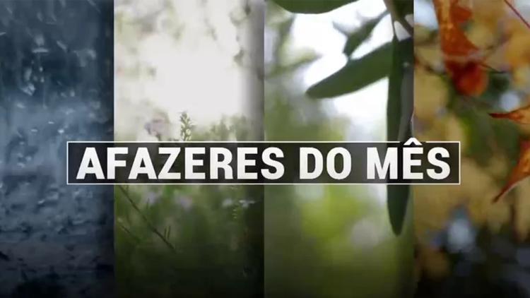 Постер Afazeres do Mês