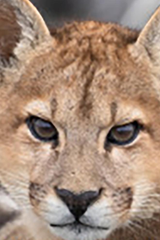 Los pumas de la Patagonia (los-pumas-de-la-patagonia) Познавательное