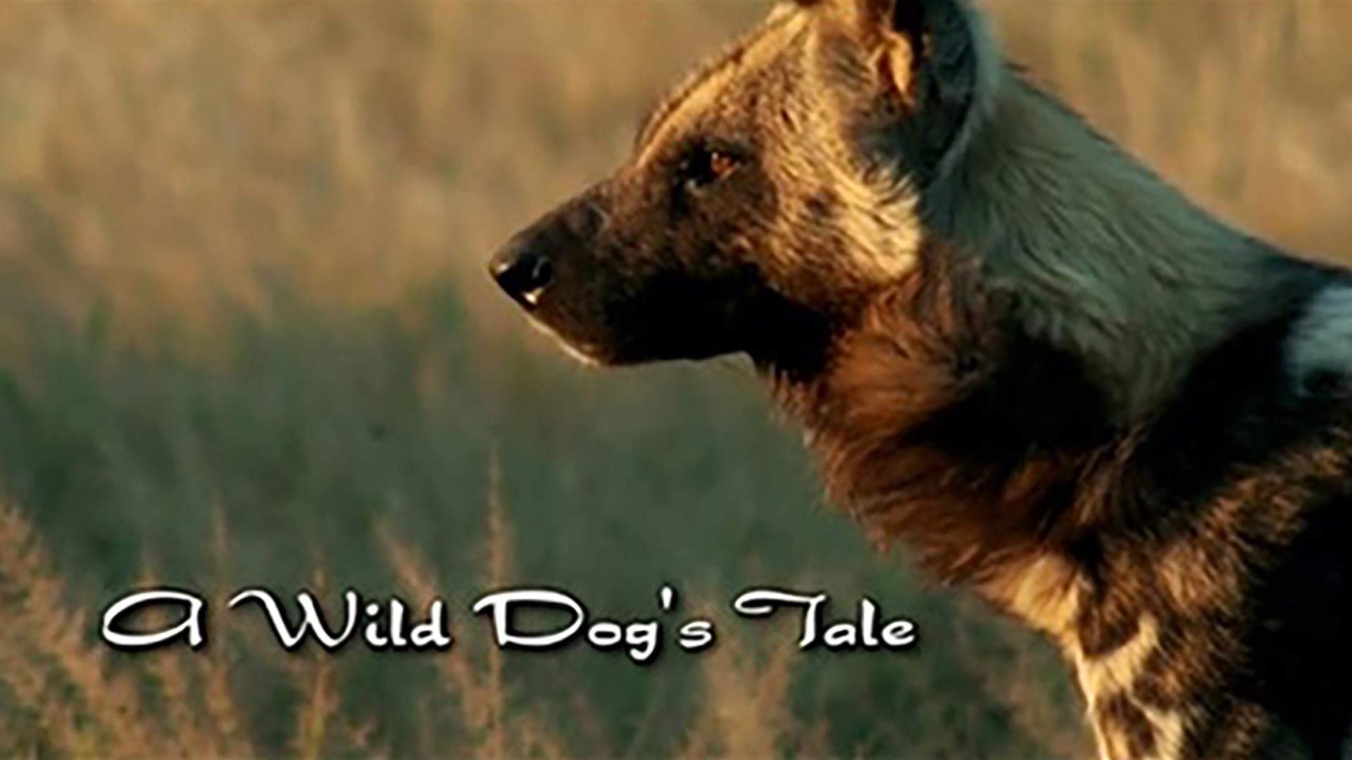 История одной гиеновой собаки (istorija-odnoj-gienovoj-sobaki) Документальный фильм