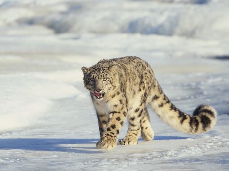 Тайны дикой природы (tajny-dikoj-prirody) Документальный фильм