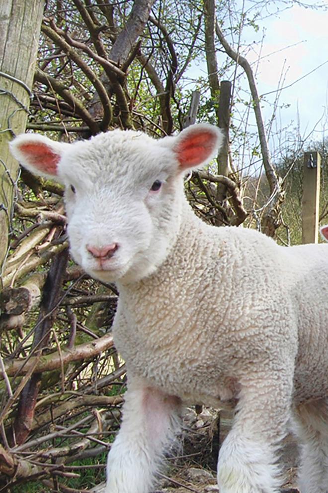 Cabras y ovejas (cabras-y-ovejas) Документальный фильм