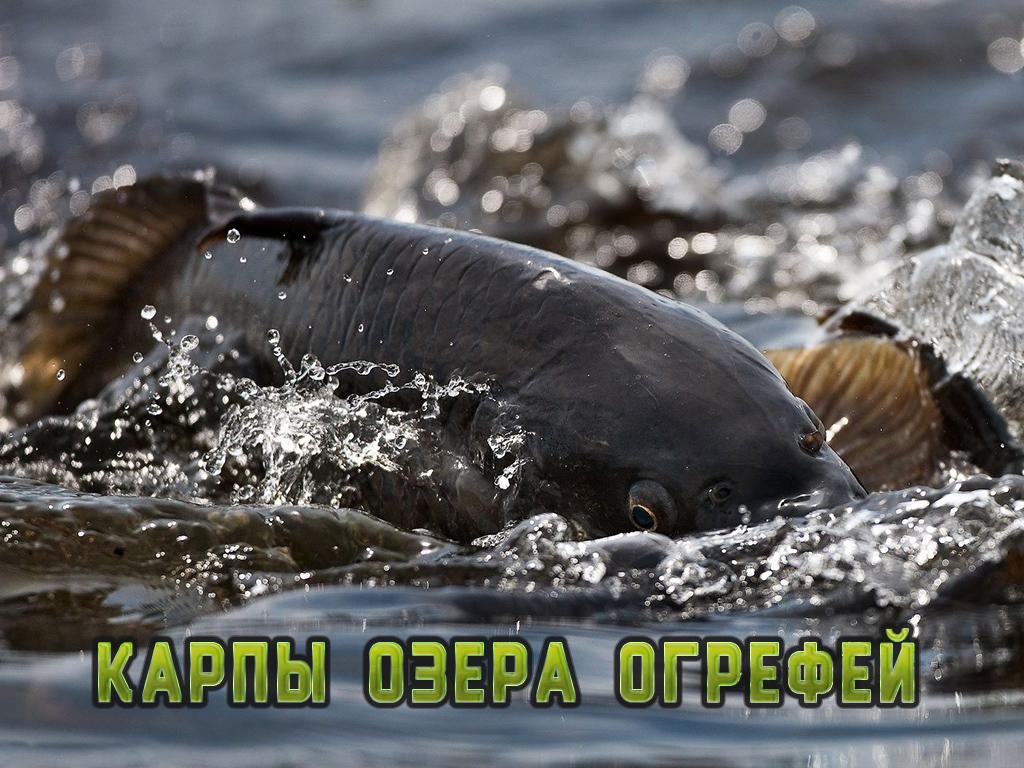 Карпы озера Огрефей (karpy-ozera-ogrefej) Документальный фильм
