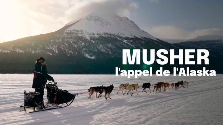 Постер Musher, l'appel de l'Alaska