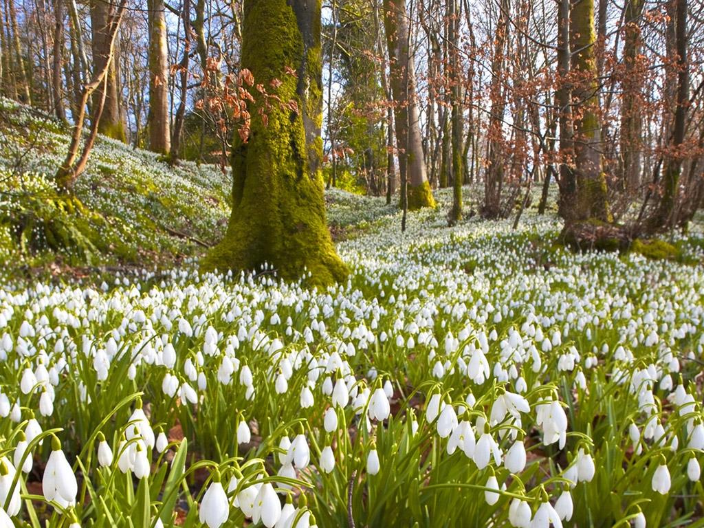 Весенний лес (vesennij-les) Досуг, хобби