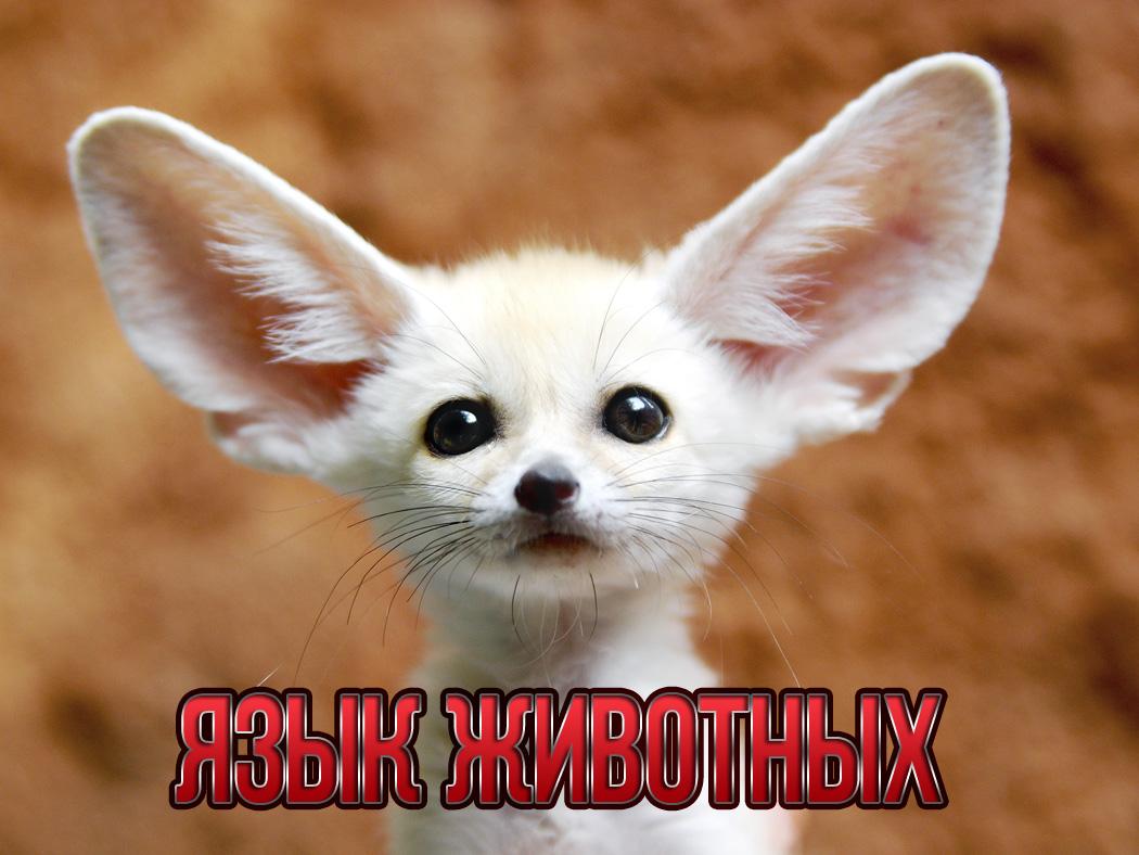 Язык животных (jazyk-zhivotnyh) Документальный сериал