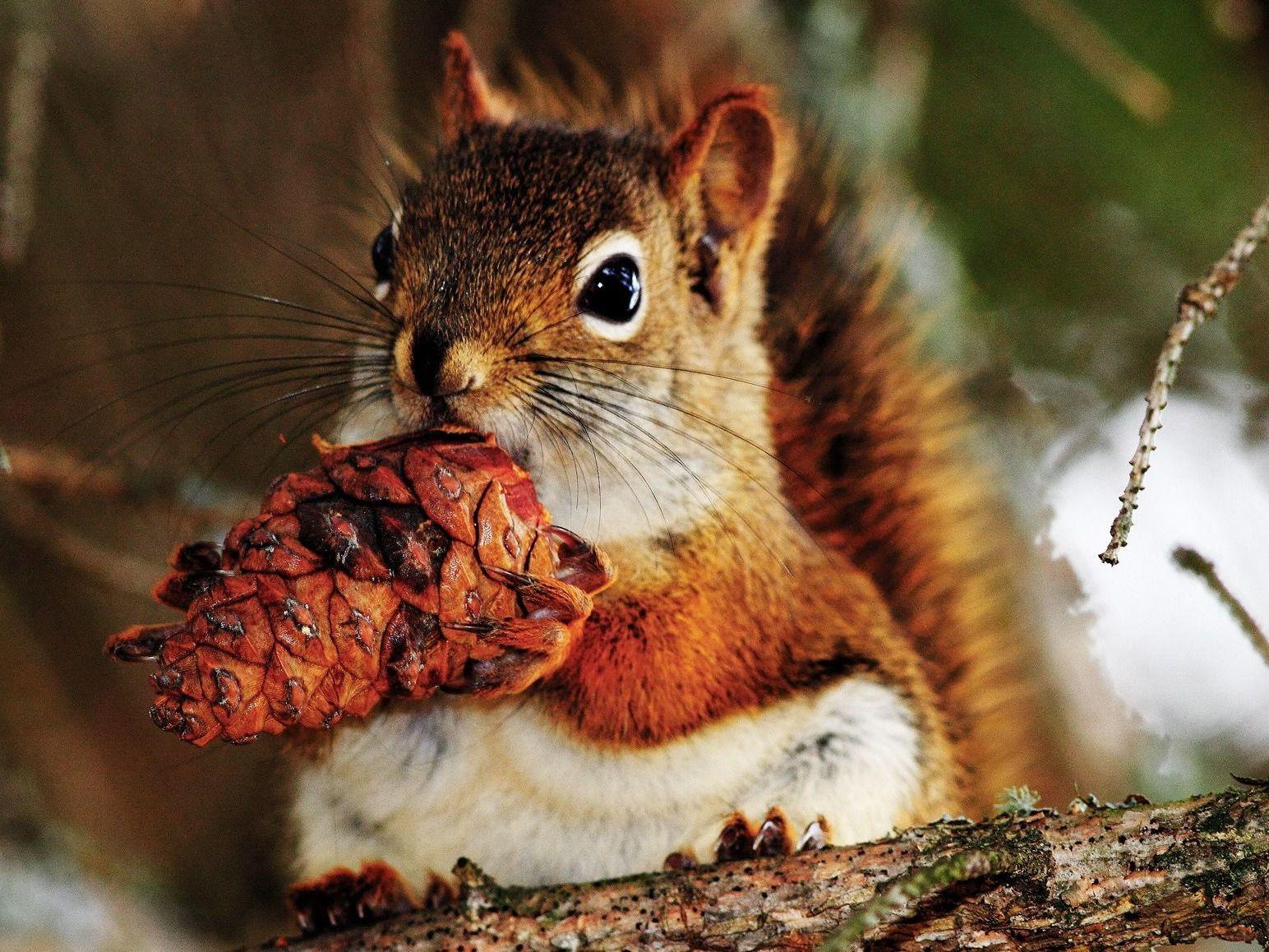 Белки (belki) Досуг, хобби