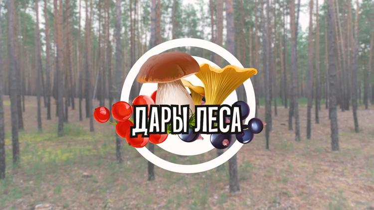 Постер Дары леса