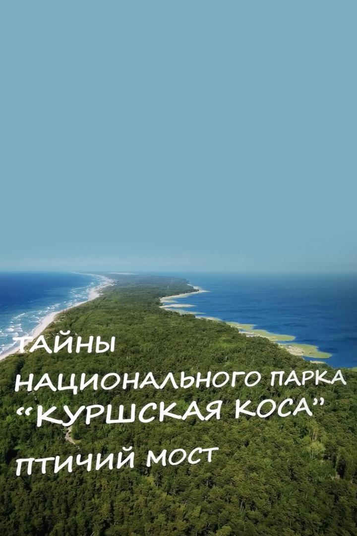 Тайны национального парка «Куршская коса» (tajny-natsionalnogo-parka-kurshskaja-kosa) Познавательное