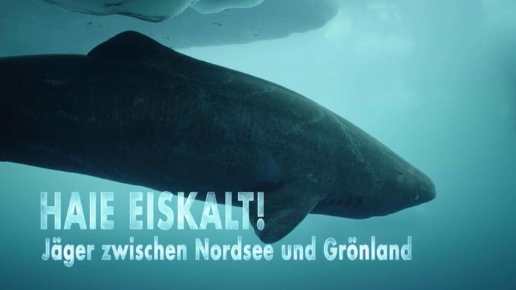 Постер Haie eiskalt! Jäger zwischen Nordsee und Grönland