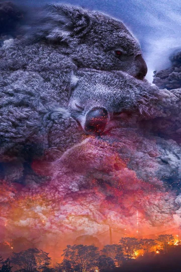 Wild Australia: After the Fires (wild-australia-after-the-fires) Документальный фильм