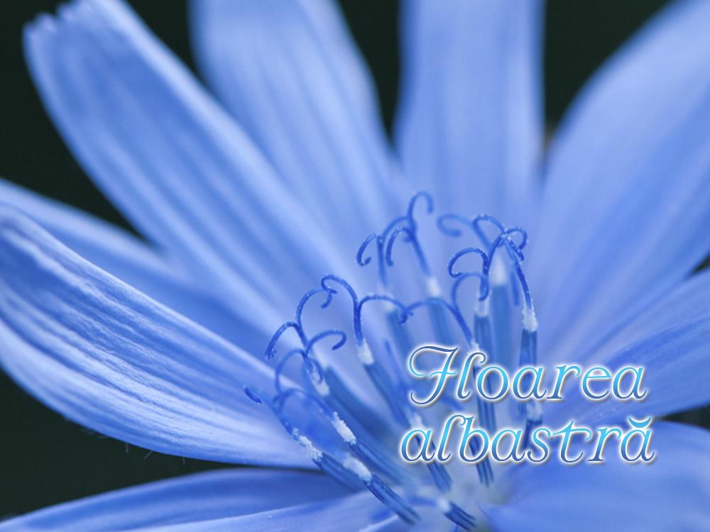 Floarea albastră (floarea-albastr) Фильм