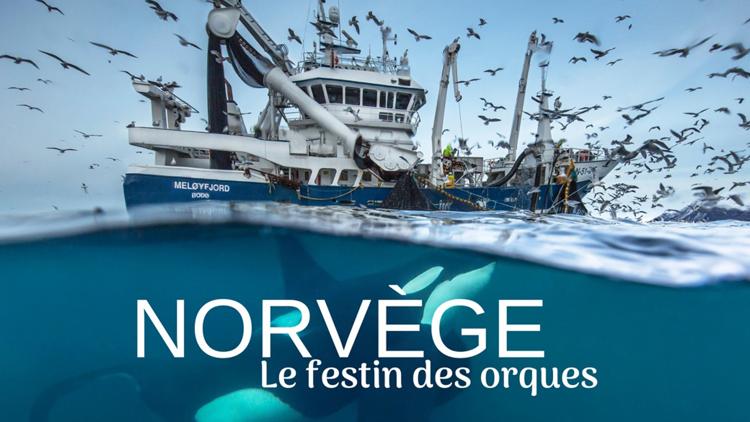 Постер Norvège : le festin des orques