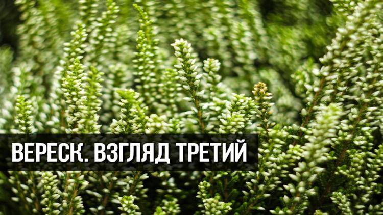 Постер Вереск. Взгляд Третий