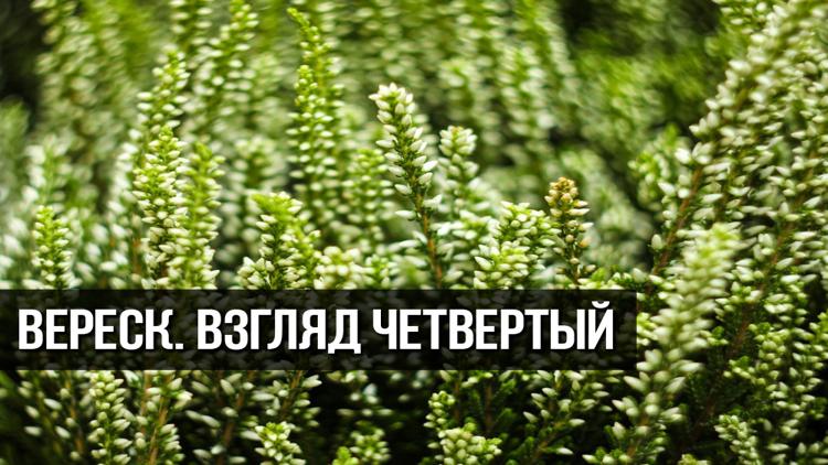 Постер Вереск. Взгляд Четвертый