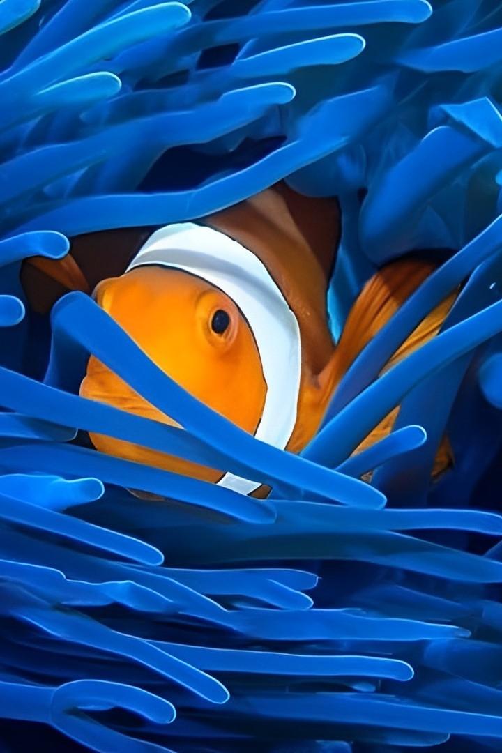 Into the Blue: The Wonders of the Coral Triangle (into-the-blue-the-wonders-of-the-coral-triangle) Документальный сериал