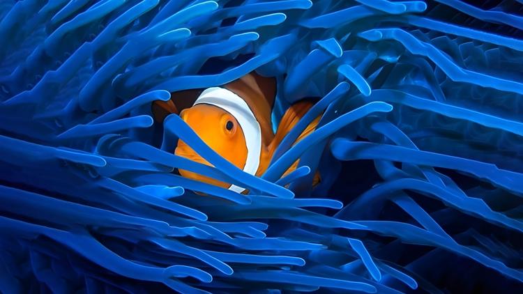 Постер Into the Blue: The Wonders of the Coral Triangle