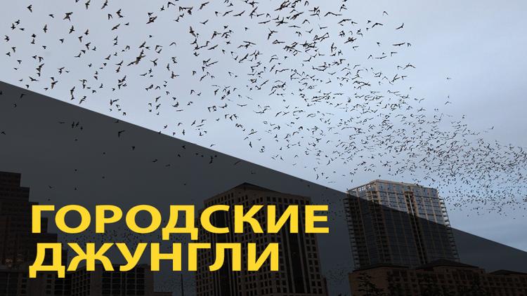 Постер Городские джунгли